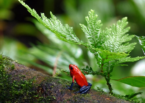 Orange frog in a rainforest.