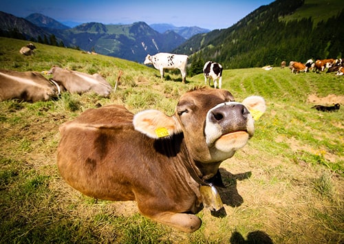 Happy cow enjoying the fresh air of the mountain.