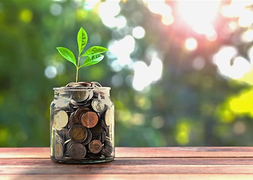 Plant growing on coin savings.