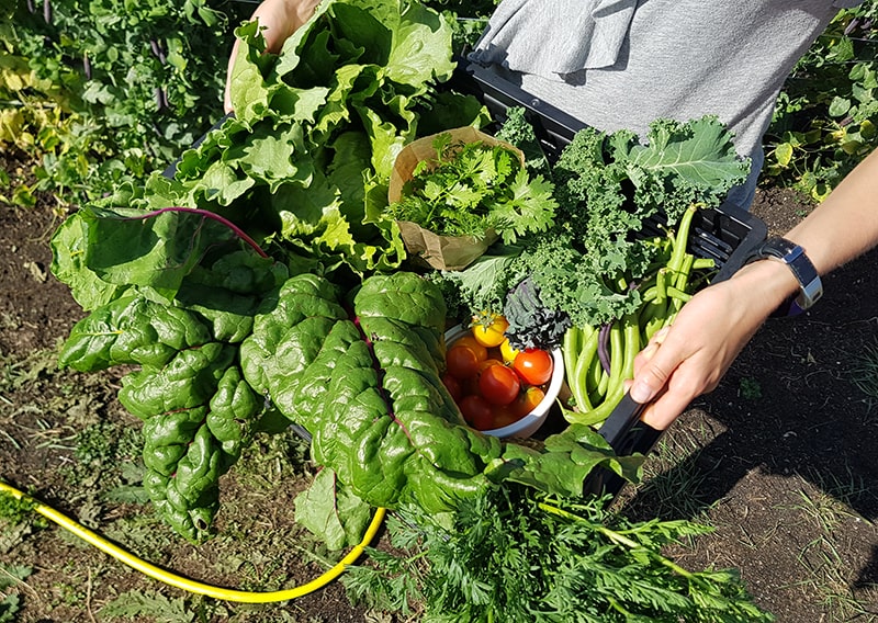 Girl holding an organic veggie box freshly harvested.