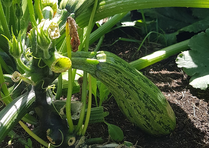Green zucchini hanging on the plant of the organic farm for my veggie box.