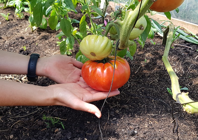 Hands holding a big tomato for the veggie box.