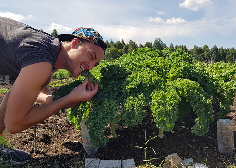 Young man crunching a kale cabbage.